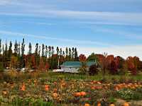 New Brunswick pumpkin farm 2999